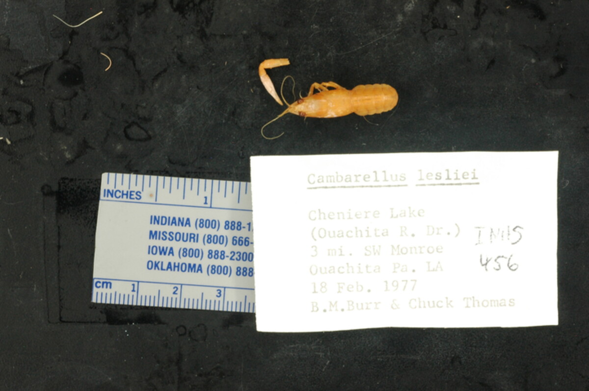 Cambarellus lesliei image